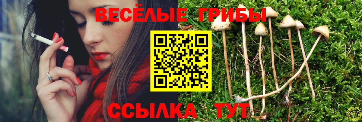 Галлюциногенные грибы Psilocybe Рославль